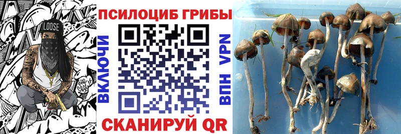 Псилоцибиновые грибы мицелий  наркота  Цоци-Юрт 